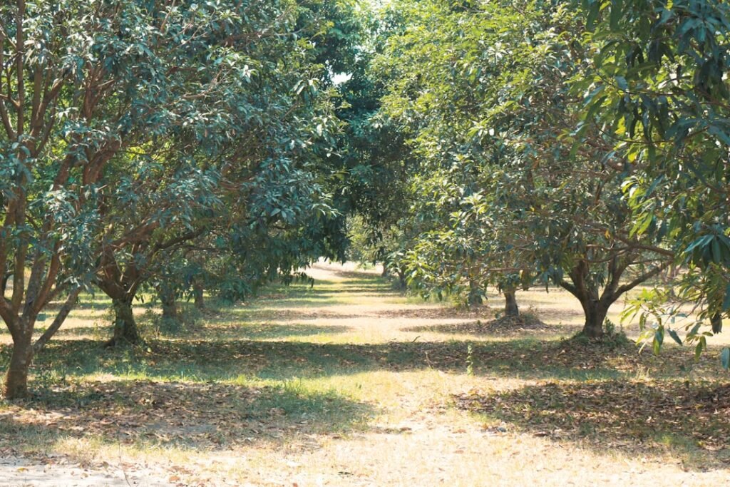 Organized fruit orchard showing mature trees planted in systematic rows for agricultural investment