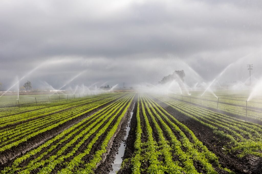 Modern irrigation sprinklers watering organized crop rows in a managed farmland setting