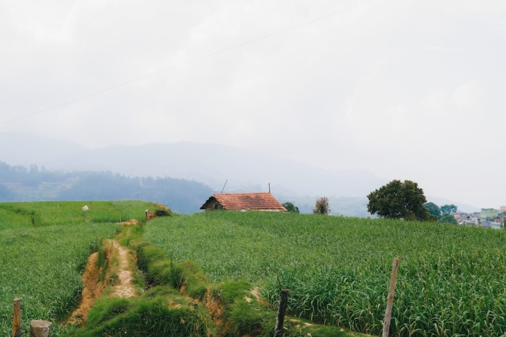 Scenic dirt path through green agricultural fields leading to a farmhouse, representing weekend farmland investment opportunities near Bangalore